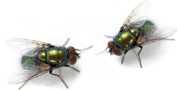 house flies - November tips for pest removal