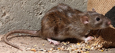 brown rat, rattus norvegicus - home pest removal