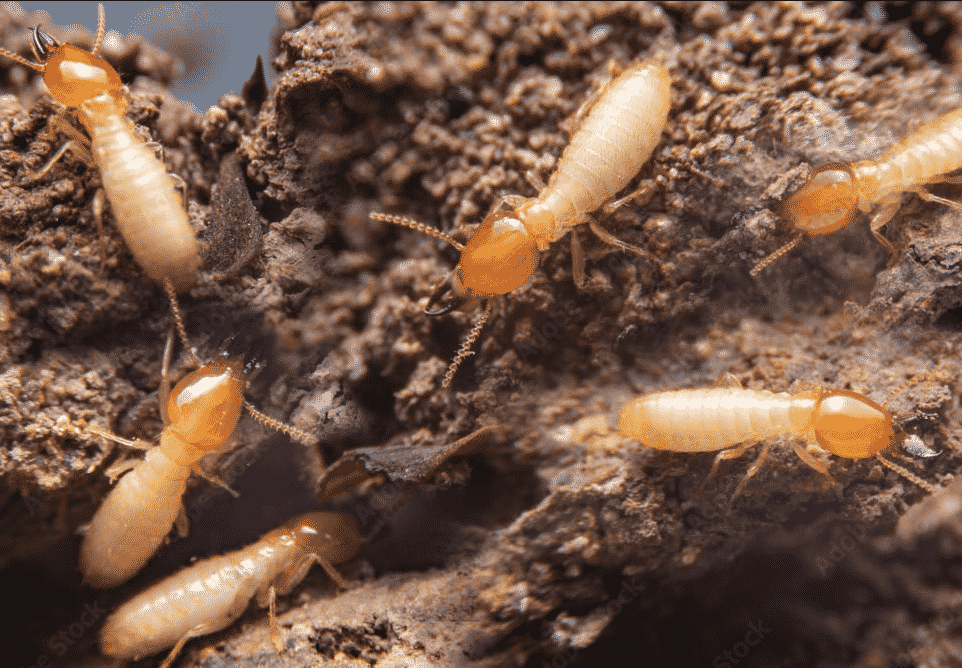 termites crawling in mulch in Virginia