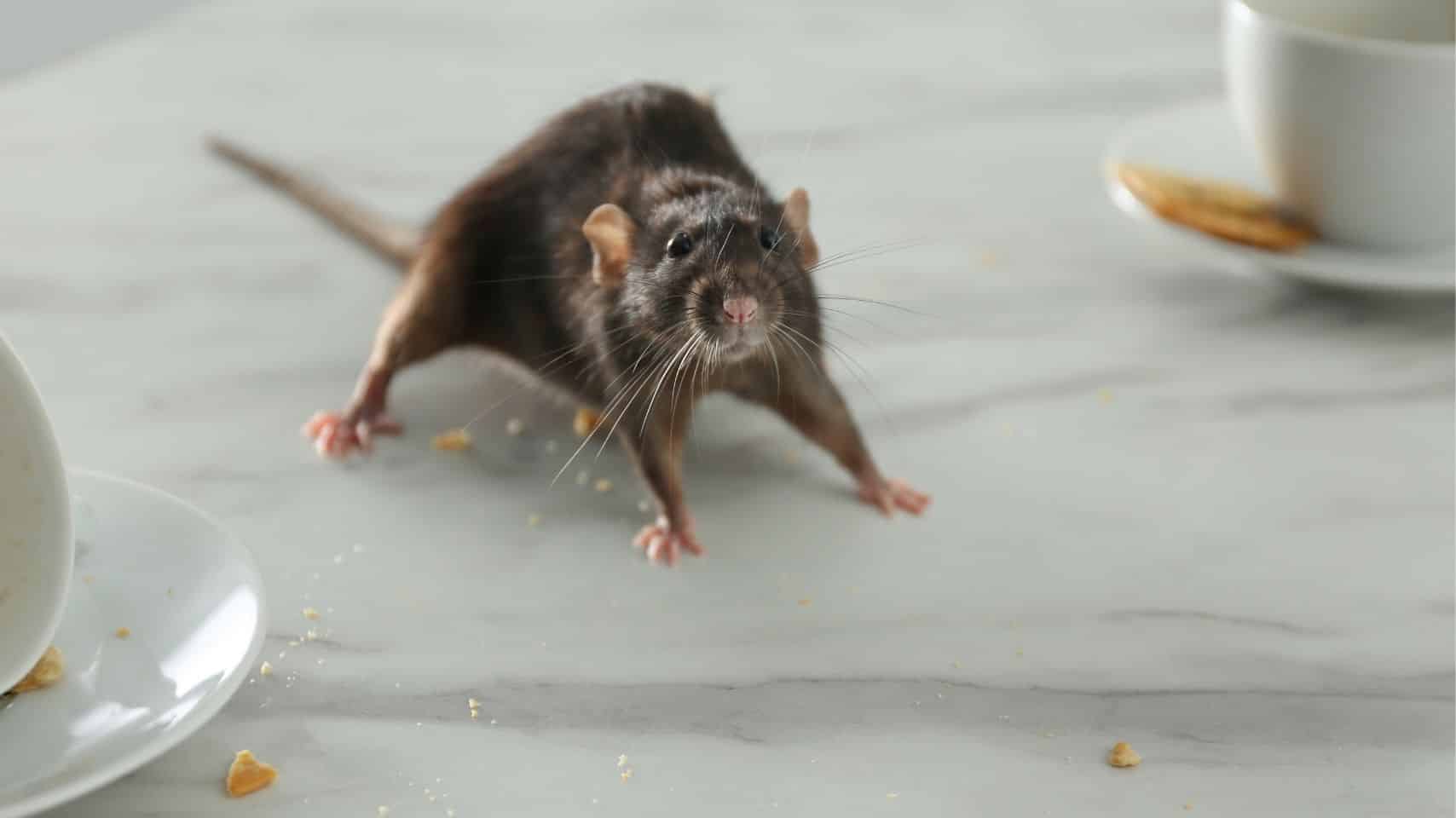 can rats climb walls