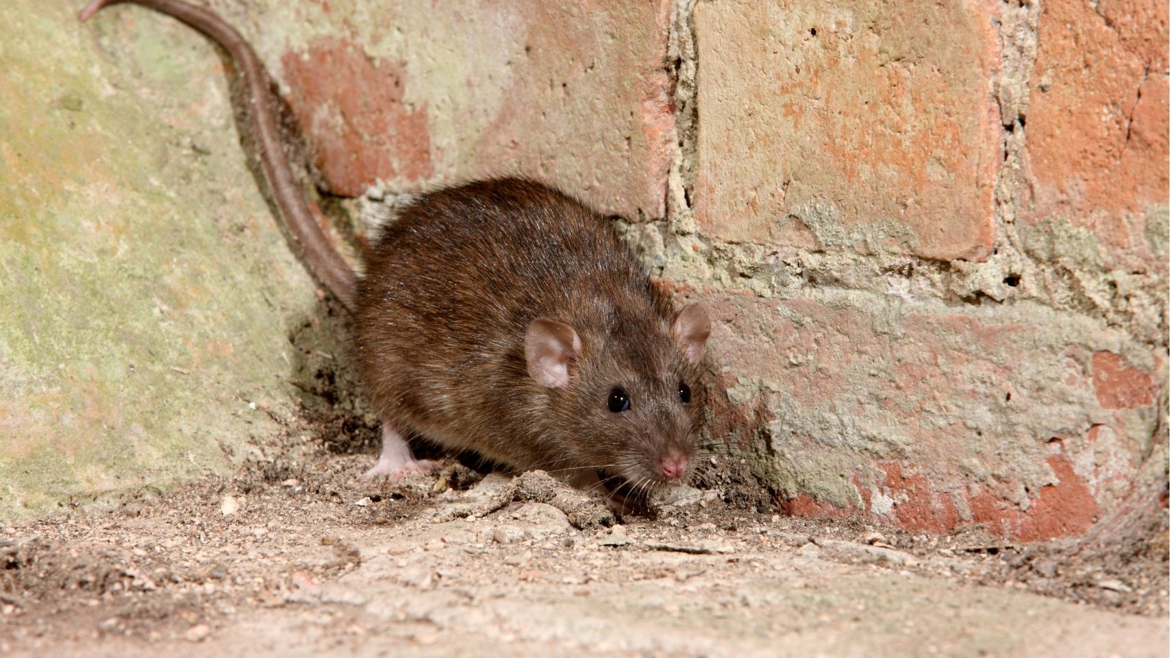 can rats climb walls