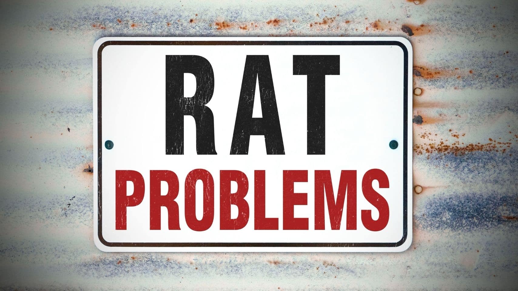 can rats climb walls