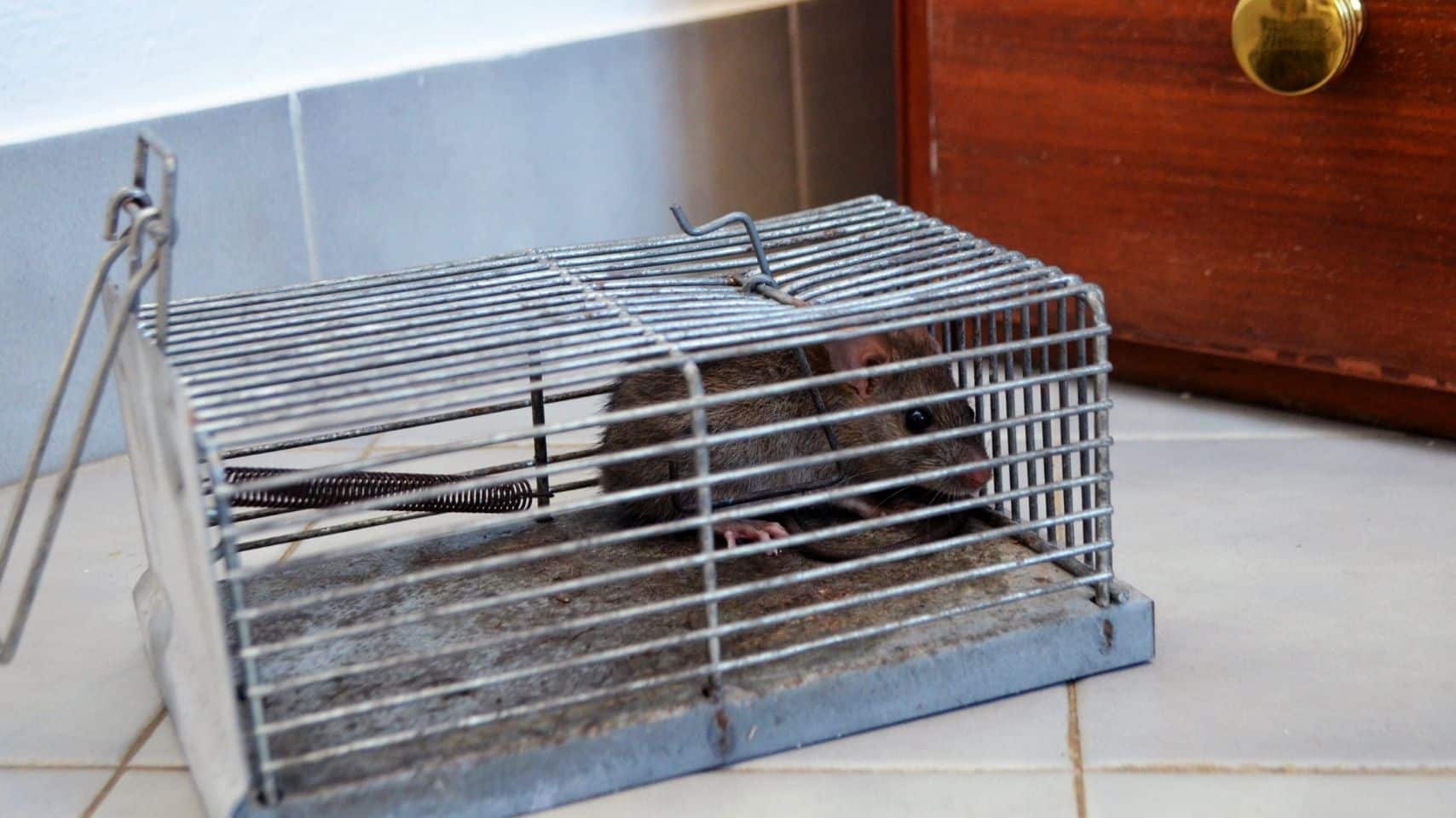 can rats climb walls