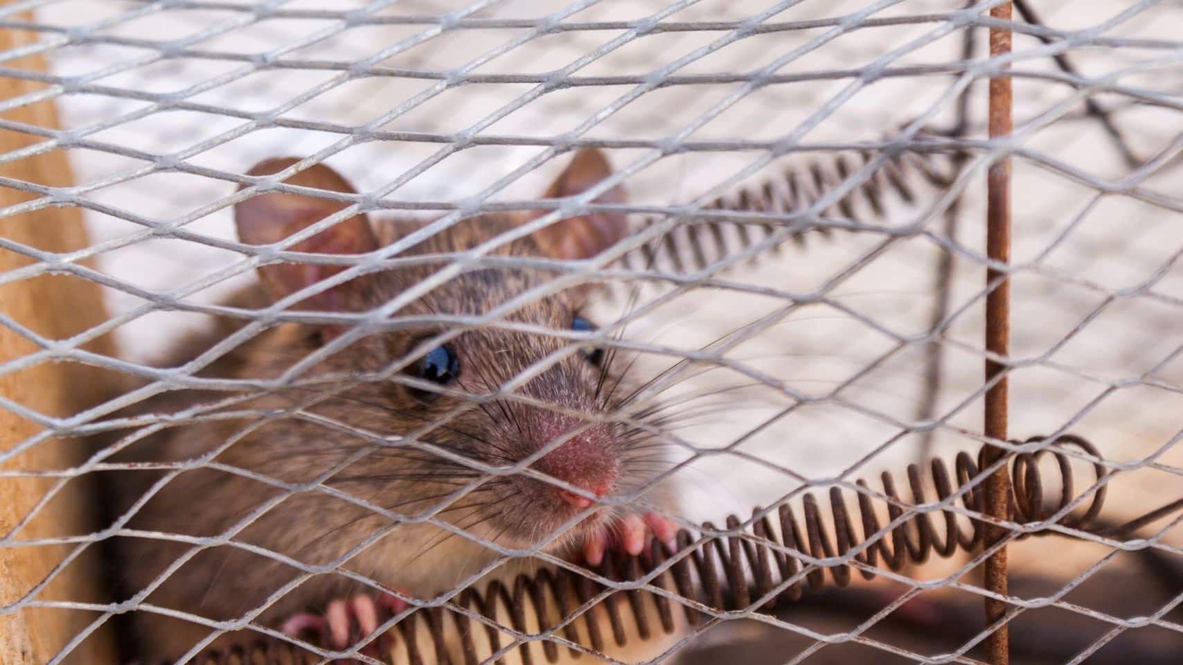 can rats climb walls